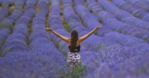 woman raises her hands in a field of purple lavender