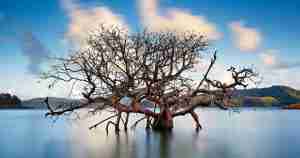 Mangrove Trees