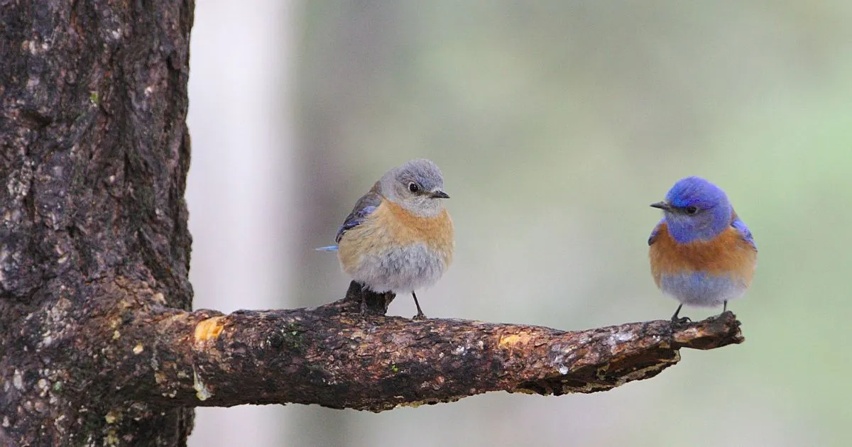 Two by Two: The Animals and the Twelve